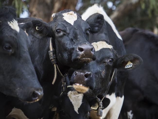 DAIRY: Ellie HodgeEllie is a vet student and just won a $12,000 scholarship through meat processor Greenhams. Pictured: Generic farm dairy. Dairy. Cows. PICTURE: ZOE PHILLIPS