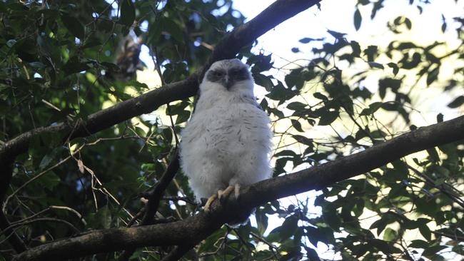 A baby powerful owl at the North Coast Regional Botanic Garden in Coffs Harbour.