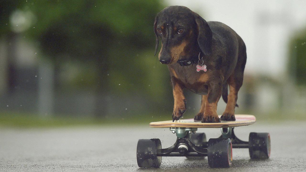 Bruno the sausage dog finds fame for his skateboarding antics | Daily ...