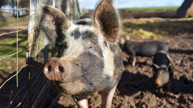 Brooklands Free Range Farms is home to 18 Berkshire sows and their piglets.