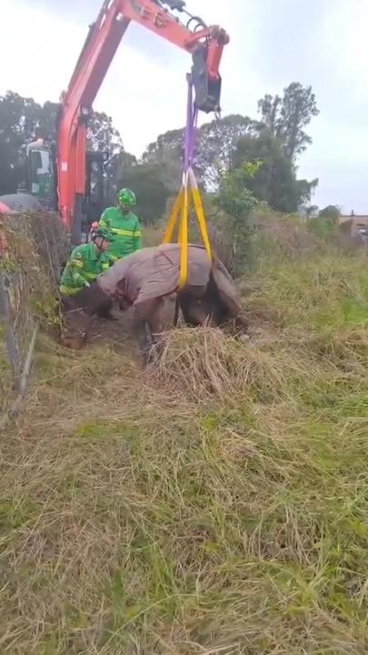 ‘So happy’: Mud stuck elderly horse thanks heroes