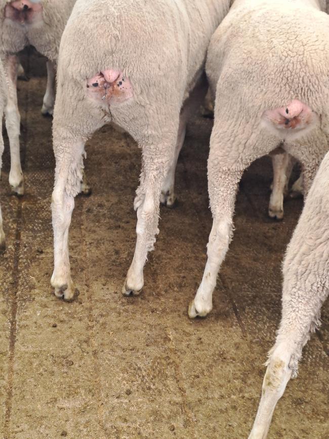 A sheep with a very short tail length.