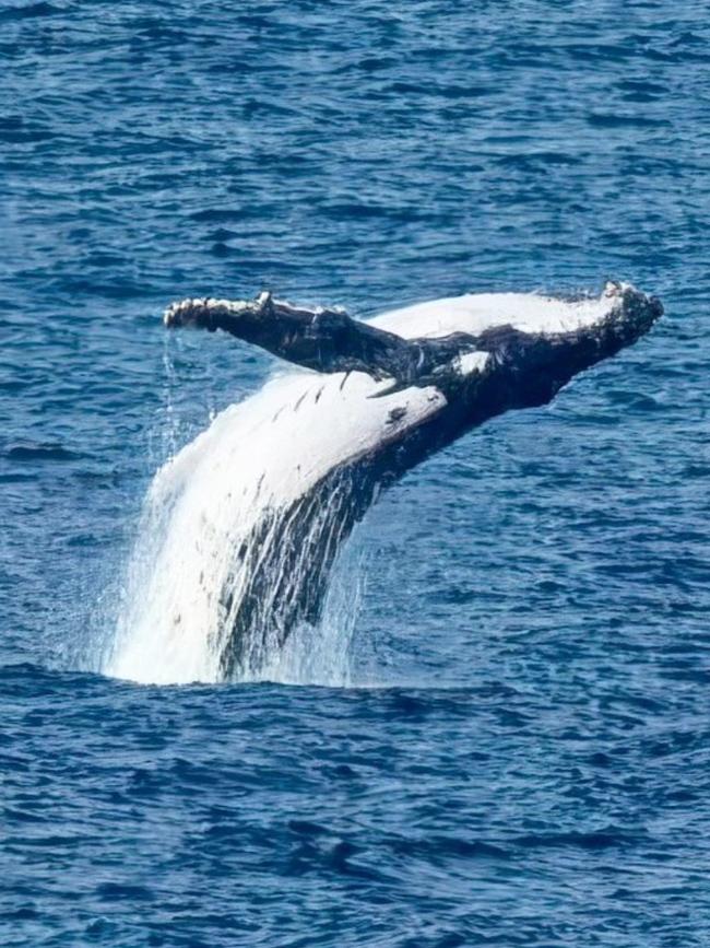 A humpback whale passes through Encounter Bay. The images were taken from The Bluff at a distance of approximately 1km. Picture: Andrew Chuck