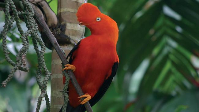 The Andean Cock of the Rock bird.