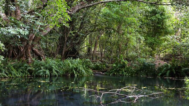 Barney Springs is home to unique fish and shrimp species. Picture: Peter Carruthers