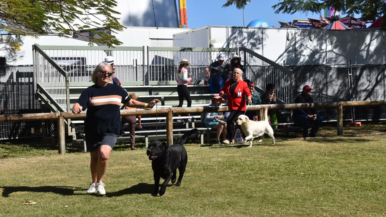 Dogs of all breeds, colour and size were strutting their stuff around the ring at the dog show.