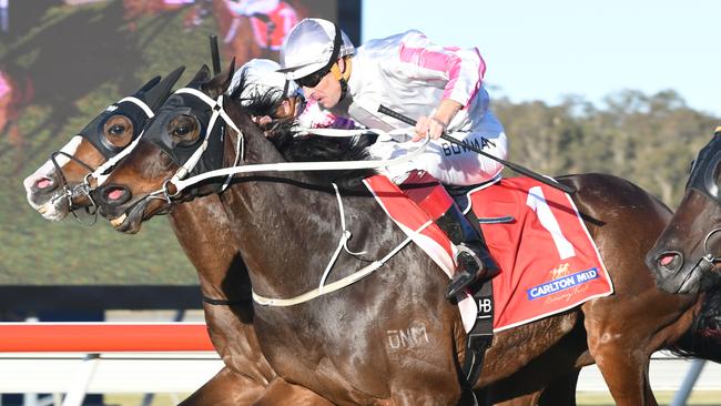 Destiny's Kiss is good value in the Newcastle Gold Cup. Picture: Steve Hart