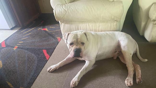 Buster the American Bulldog was retrieved by his previous owner Amanda Purchase from the Mackay Regional Council pound on February 26 after being neglected for weeks by a backyard breeder. Photo: Supplied
