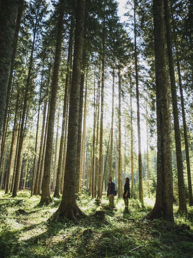 Forest path on the Slovenia walking tour.