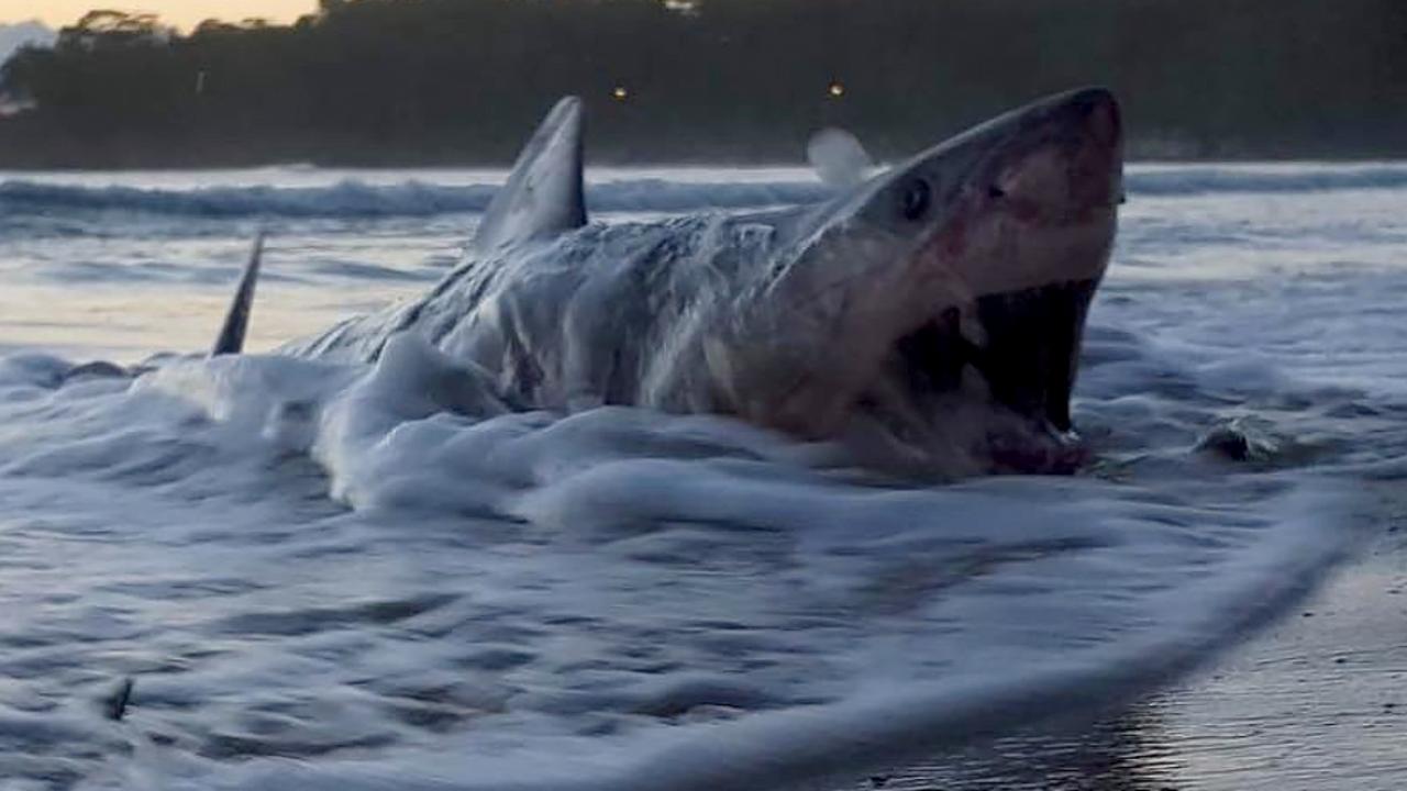 beached great white shark