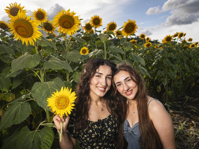 Sisters Sameeha (left) and Mya Taha at Lilyvale Flower Farm picking sunflowers, Saturday, February 1, 2025. Picture: Kevin Farmer