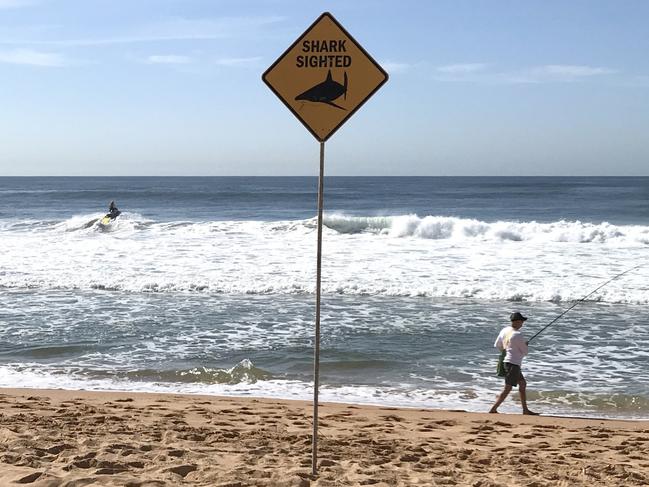 A "Shark Sighted" sign erected at North Narrabeen Beach on Tuesday while a Northern Beaches Council lifeguard patrols on a jet ski. Picture: Manly Daily