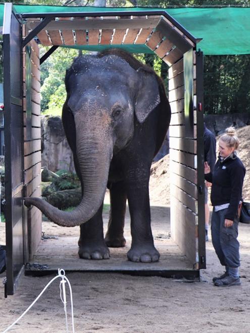 Auckland Zoo elephant Burma getting crate training ready for the move. Picture: Auckland Zoo