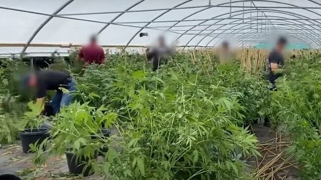 Police have charged 14 people after shutting down an extensive marijuana operation at Isis Central, with almost 47,000 plants and seedlings found at the property.