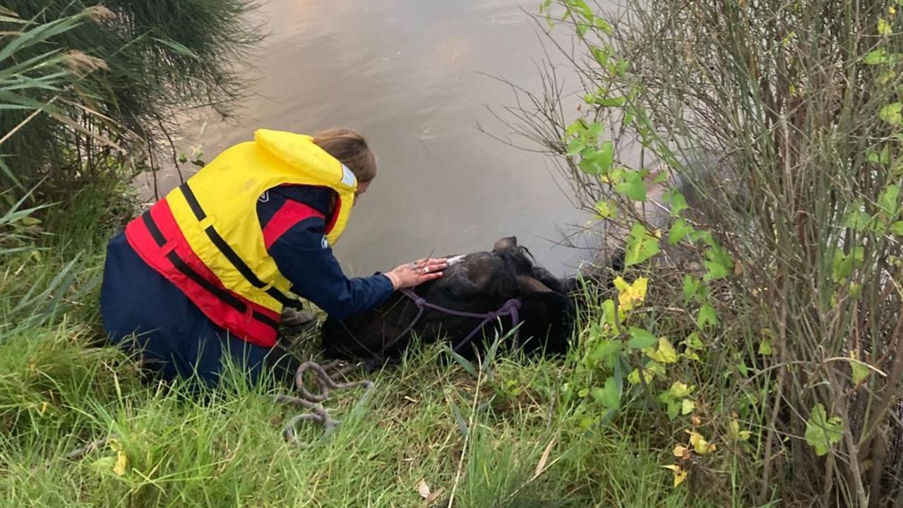 Fire Rescue Victoria, CFA and Victoria SES save trapped horse in ...