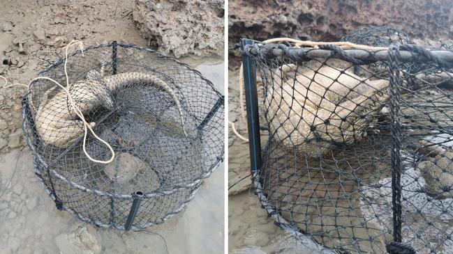 A two-meter crocodile believed to have drowned in crab pot off Nhulunbuy. Picture: Supplied