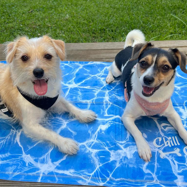 All For Paws Chill Out Dog Cool Mat. Picture: Harriet Amurao/Supplied