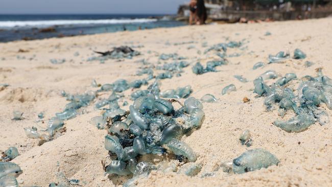 The Daily Telegraph 30.10.2024 Infestation of Blue Bottles have washed up on the high tide. At Bronte beach. People enjoying Bronte Beach on a sunny Thursday in spite of the Blue Bottles. Picture: Rohan Kelly.