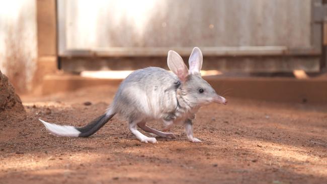 Dreamworld has welcomed three new bilby joeys to its brood, born at the centre earlier in the year. Photo: Dreamworld. 