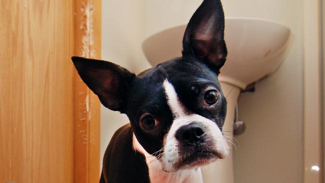 A tiny Boston terrier puppy chews a hole in the bathroom door in an attempt to escape