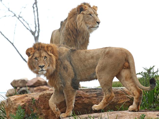 First look at the lion and cheetah enclosures inside Sydney Zoo in Bungarribee in Sydney's west, the first zoo to open in Sydney in over 100 years. Four lion siblings brought in from Taronga Western Plains Zoo in Dubbo get familiar with their new surroundings. Brothers Karoo, Virunga, Sheru and Bakari make themselves comfortable. Picture: Toby Zerna