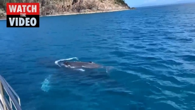 Baby and mumma whale Whitsundays