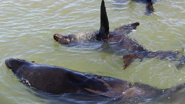 <span id="U603826082305RcB" style="letter-spacing:-0.006em;">COSTLY MENACE: Northern Tasmanian fishers say seals relocated from southern fish farms are plundering fish stocks and damaging n</span>ets. <source>Picture: PETER LORIMER</source>                                             <source/>.