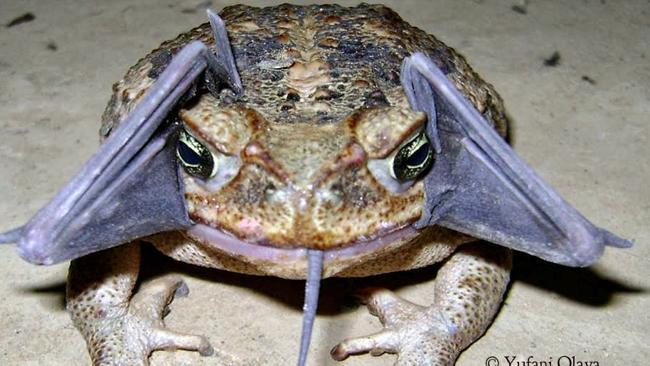 That’s awkward. A cane toad eating a bat. Picture: Yufani Olaya/Phil Torres