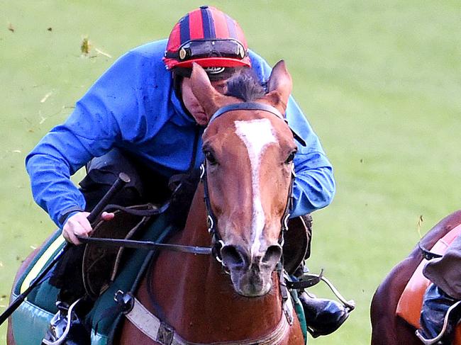 Alpine Eagle, Rising Romance and Big Memory gallop on the course proper at Moonee Valley racetrack, Melbourne. Picture: Nicole Garmston