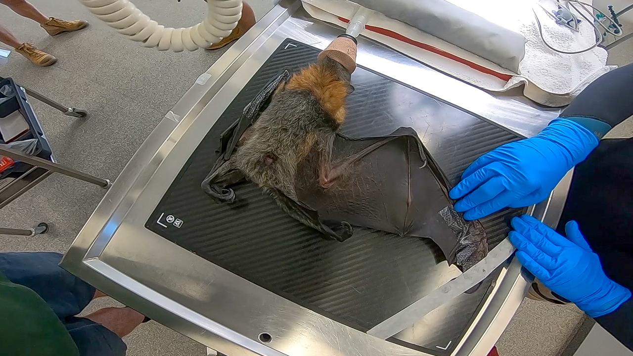 An injured Grey-headed flying fox is back gliding through the night skies following life-saving surgery at Werribee Open Range Zoo.