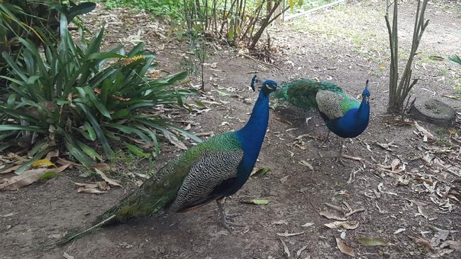 Council has removed pa group of peacocks on a property in Nerang