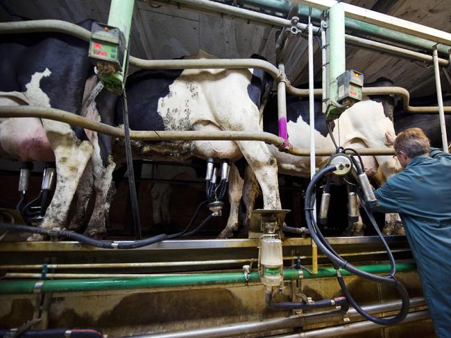 Rival processors are paying the farmers paying more for their milk. Pic: AFP
