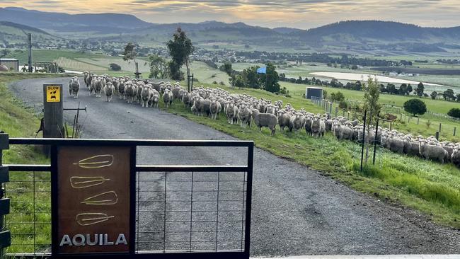 The sheep greet guests as they arrive at Aquila Glamping at Richmond. Picture: Supplied.