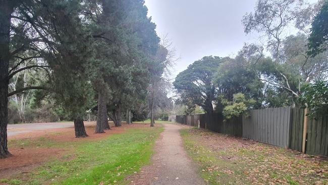 Two Monterey pines, that have stood in place for more than 50 years, have been axed to make way for a 147 home Box Hill housing development. Picture: Supplied.