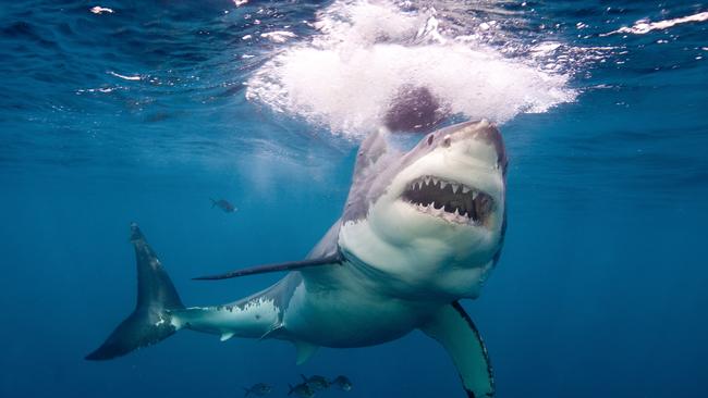 Great white sharks have killed four people on South Australian beaches in the past two years.