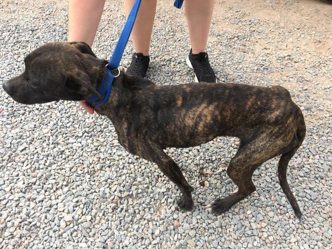 Cooper, before being rescued from neglect. Picture: RSPCA