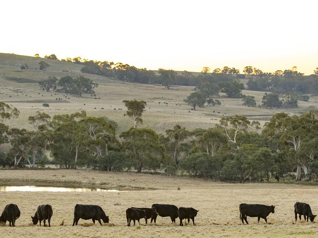 Weekly Times Marketing Photography: Shoot TwoTarsha Walters is a farmer. She grows sheep amd cattle, breeds Quarter horses and Australian Stock horses. PICTURED: Tarsha Walters on her farm at Nulla Vale feeding out a round of hay to her horses and beef cattle.Picture: Zoe Phillips