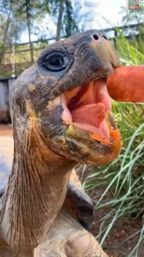 Chomping giant tortoise