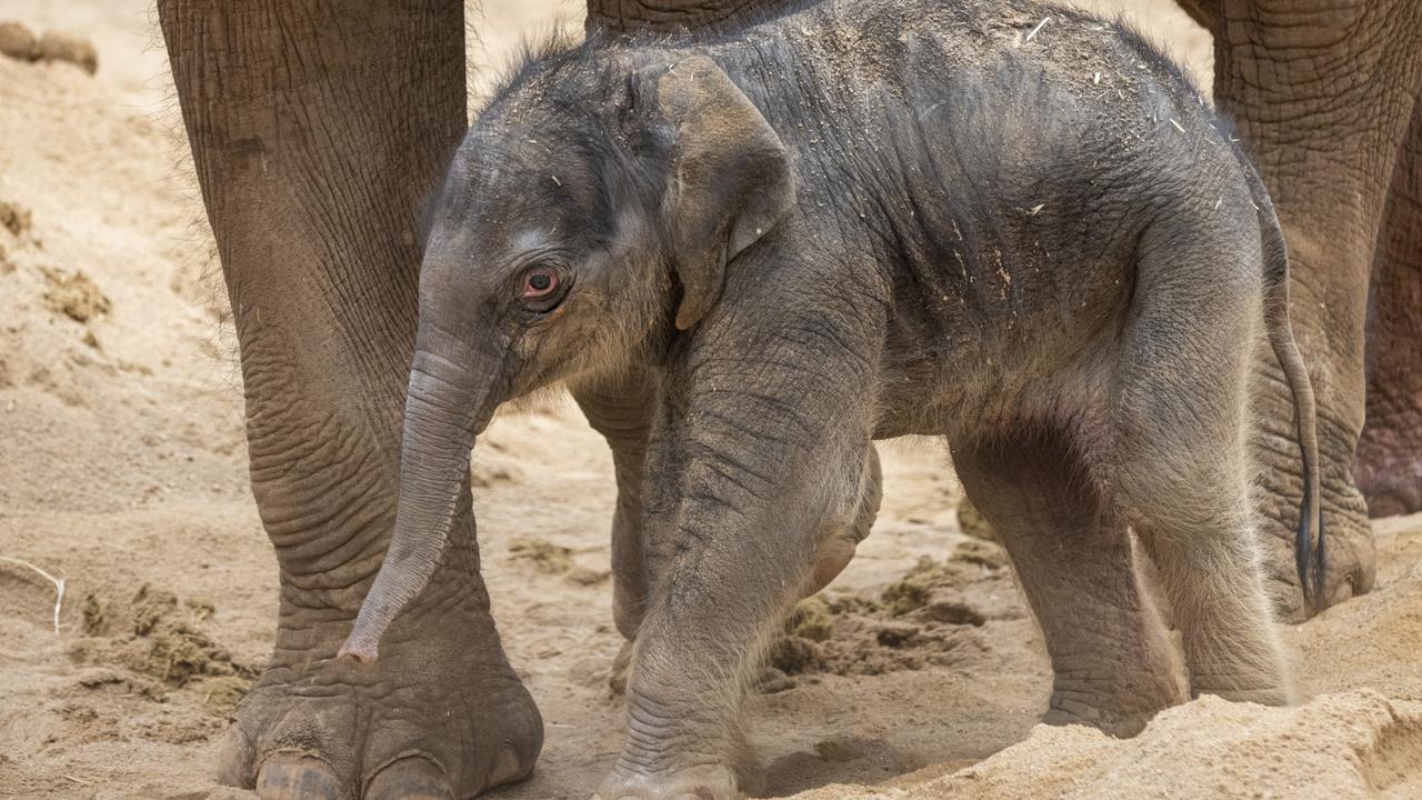 Melbourne Zoo welcomes birth of elephant calf | KidsNews