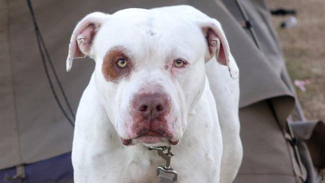 The family’s beloved support dog Buddha. Photo Steve Pohlner