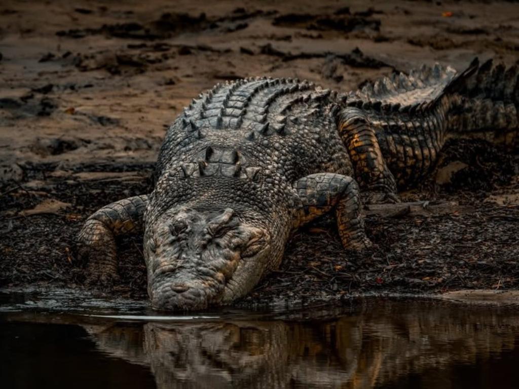 The footage comes only two weeks after a number of crocodiles were spotted at the North Rockhampton Golf Club.