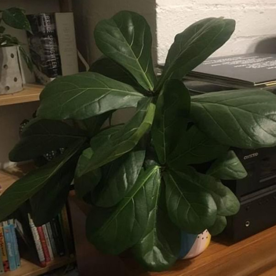 People loving cheap Bunnings plants. Picture: Facebook