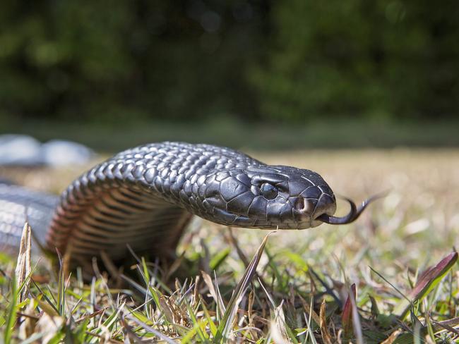 Snake bite reported at Deeragun Catholic school