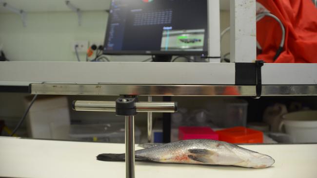 A harvested fish goes along the conveyor belt. Above, live footage of it is measured by the AI system.