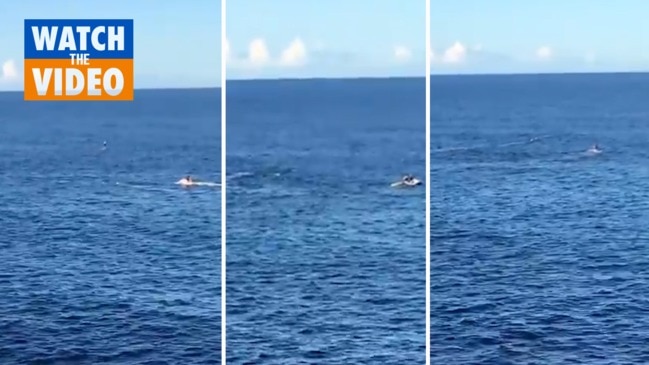 Video emerges of whale dragging buoys behind it off Coogee Beach