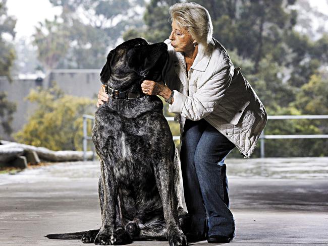 That’s a big two-year-old... Dorothy York and Baron at Castle Hill Showgrounds. Picture: Adam Yip