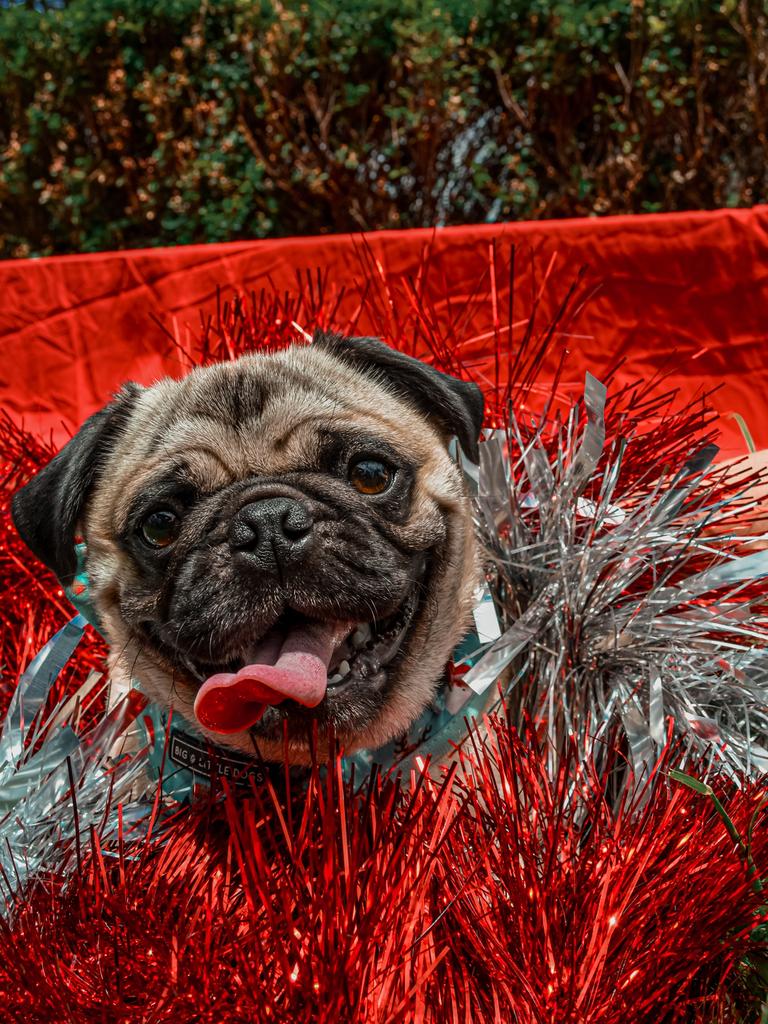 Henry Illingsworth – Henry is a 2 year old pug from Rochedale. He was adopted at 9 months old. Henry loves walks, cuddles, and bananas!