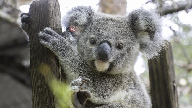 The lone survivor of a spate of car hits on the Bruxner Hwy between Lismore and Casino, Seeanna the koala joey, being rehabilitated at Friends of the Koala Hospital and Care Centre.