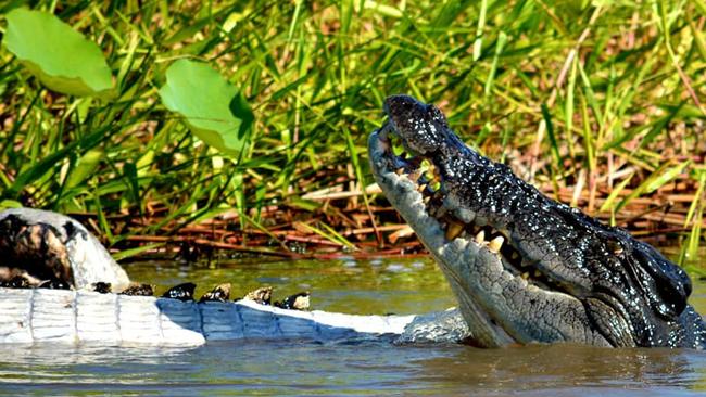 A 4m croc was captured feasting on another croc at Corroboree Billabong on Saturday. Picture: Shane Buzz Bailey