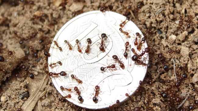 Red imported fire ant nests have been found at Brendale.